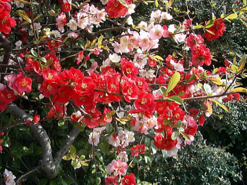 10月の花 木瓜 (ぼけ) （Japanese quince）