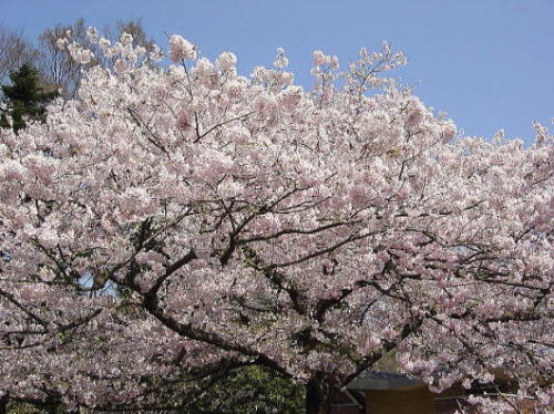 4月の花 桜（サクラ)