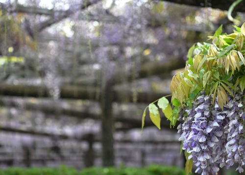 5̉ tW@i@Japanese wisteriaj